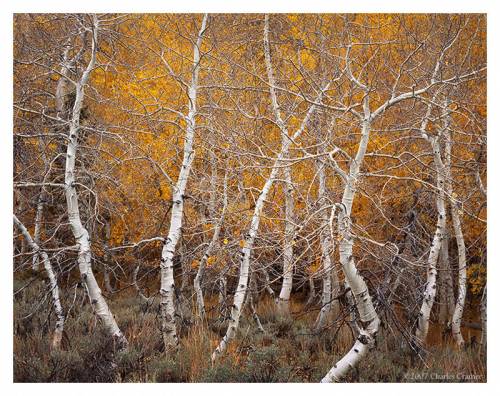 wallpaper nature autumn. Wallpaper image: Aspen Dance
