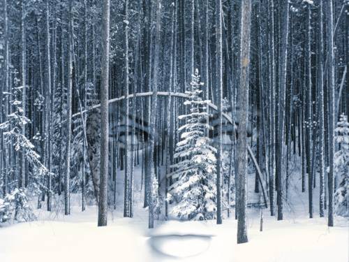Wallpaper image: Forest magic, Nature, Photo Manipulation, Landscape scenery countryside land scene backdrop, forest snow face.