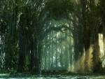 The sun light of Forest, Nature, 3D Digital Art graphic design