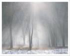 Oaks Mist Melting Snow, Nature, Photo Manipulation