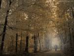 Forest encounter, Surreal Art, Photo Manipulation