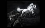 Belenkaya horse, Nature, Photo Manipulation