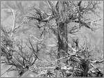 XenoDream Tree, Nature, 3D Digital Art
